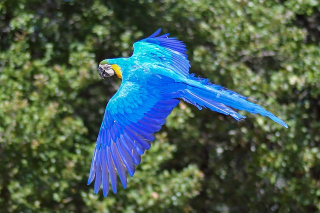 modrý papoušek