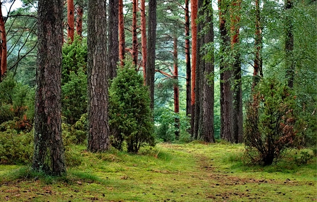 kmeny borovic v lese
