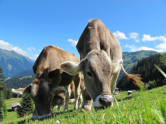 kráva – rovněž dříve používaná k tahu